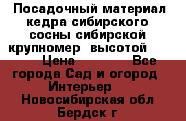 Посадочный материал кедра сибирского (сосны сибирской) крупномер, высотой 3-3.5  › Цена ­ 19 800 - Все города Сад и огород » Интерьер   . Новосибирская обл.,Бердск г.